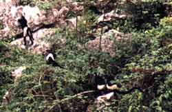 Pandalanguren auf Karstfelsen